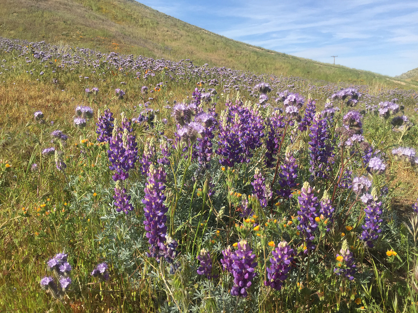 Lupine