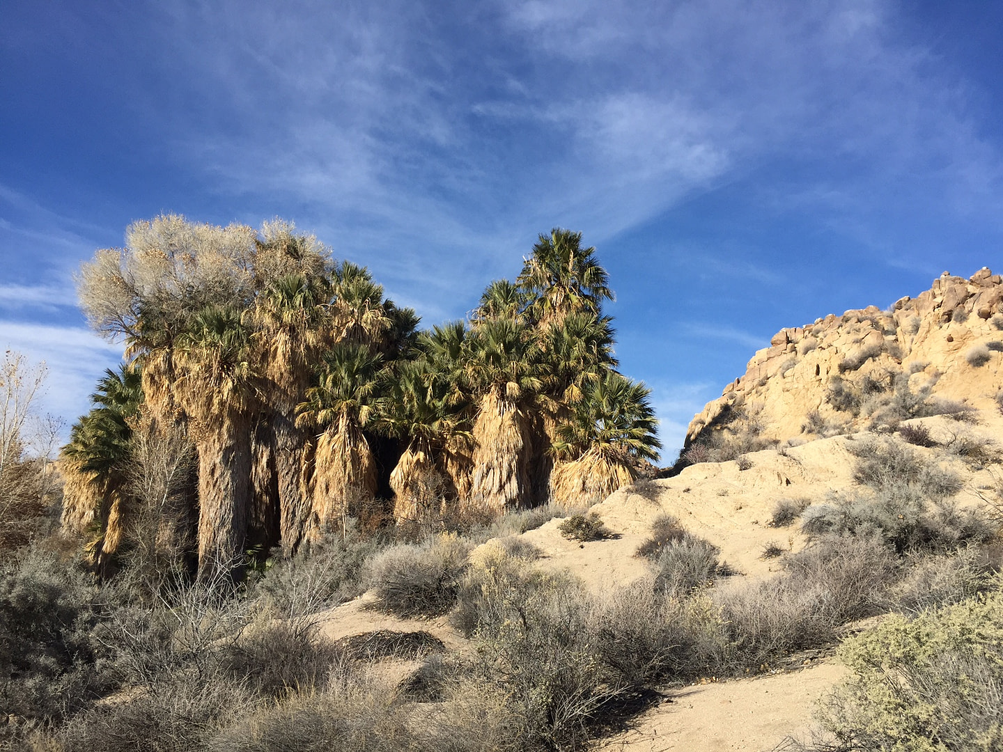 Cottonwood palm oasis Joshua Tree