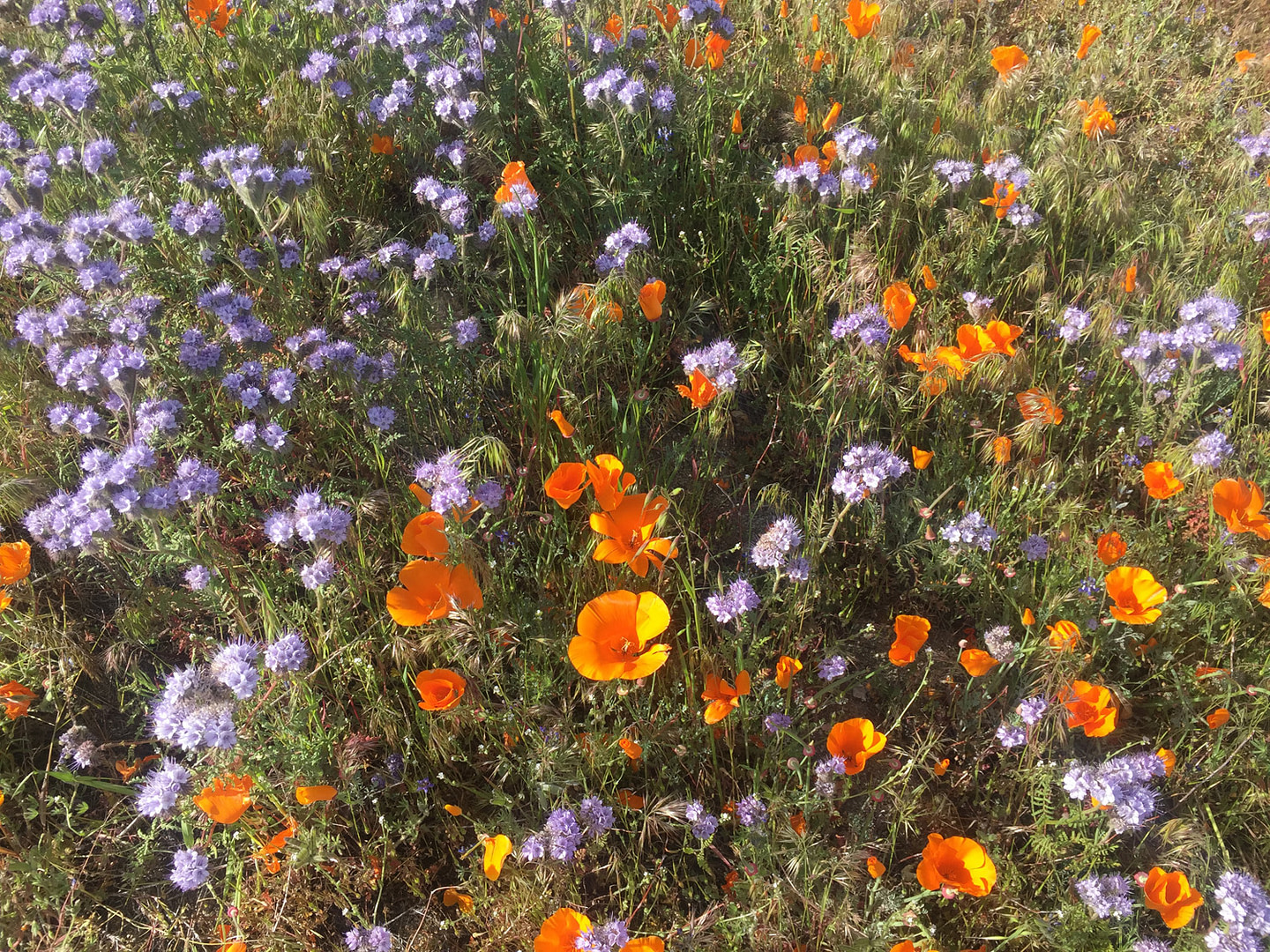 Poppies and Phacelia in the Antelope Valley